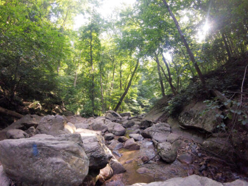 2026 Catoctin 25/50K Training Store Lead